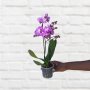Moth Orchid - MINI - Purple - 9CM Nursery Pot 2 Stems