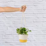 Pothos - Marble Queen - In Yellow Hanging Cotton Cord Planter