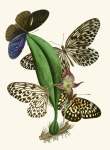 The Cabinet Of Oriental Entomology Pl Xxxviii 1848 Art Print - A2