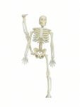 MINI Skeleton -halloween Decoration- 6 Pack