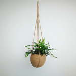 Kangaroo Fern - Large - 20CM Hanging Basket