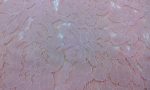 Corded Lace Mh