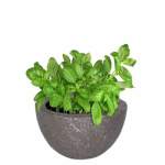 Cedric Plant Pot - Small Granite Sealed
