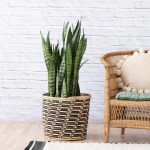 Mother In Law's Tongue - Extra Large - In Queen Ilala Basket