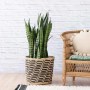Mother In Law's Tongue - Extra Large - In Queen Ilala Basket
