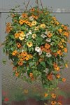 Thunbergia Susie Mix Seed - 10 Pieces Seed