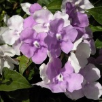 Brunsfelsia Eximia 10LT Ball