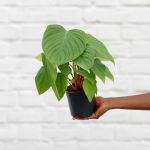 Philodendron - Fuzzy Petiole - 14CM Nursery Pot