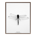 Dragonfly Iv Art Print - A4