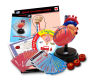Stem Heart Cardiology Model Deluxe Set