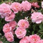 Flower Power Rose 5LT