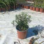 Hebe Wiri Joy 17CM Pot