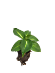 Dieffenbachia Summer Style Seedlings - 3 Plug Plants