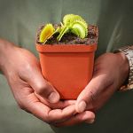 Venus Fly Trap 'uk Sawtooth.' Special Import. - Dormant Plant. 12CM Plastic Container.