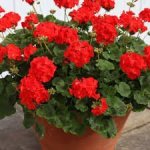 Pelargonium 15CM Pot