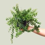 Lipstick Vine - Twister - In 12CM Hanging Nursery Pot