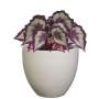 Planted Egg Shade - Amper / Begonia Rex