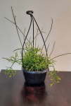 Rhipsalis Assorted 16CM Hanging Basket