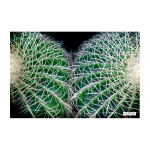 PRICK2 Art Print - A3