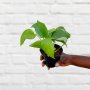 Golden Pothos - MINI - In Pink Pippin Planter