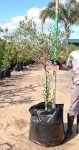Olive Mission 125LT