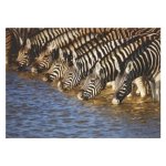 Disposable Placemat Zebras 24 Piece