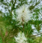 Melaleuca Alternifolia 50LT Tea Tree