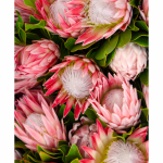 Tear Resistant Deco Print Protea Medley