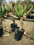 Aloe Marlothii - 40 Litres With Stem Gauteng Only