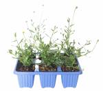 Erigeron Profusion 6 Pack