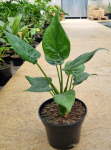 Alocasia Cucullata 15CM Pot