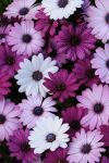 Osteospermum Akila Mixture Seed - 100 Raw Seed