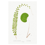 Gathering Green 1 Art Print