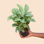 Calathea Freddie - 14CM Nursery Pot