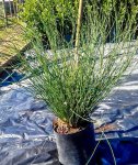 Elegia Tectorum 10LT