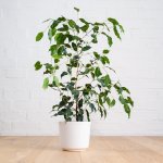 Weeping Fig - In White Emerson Planter