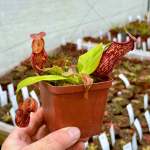 Tropical Pitcher Nepenthes 'gaya'