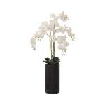 Floor-standing White Orchid