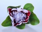 Protea Stem – Artificial – 52CM