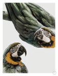 Amazonia Art Print - A4