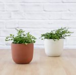 Button Fern - In Terracotta Moon Planter