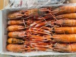 Langoustines Medium 16 20 -1KG