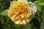 Golden Celebration Rose 5LT