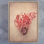 Gifts Of The Sea 3 Art Print - A3 Framed Canvas With Natural Wood Frame