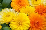 Calendula Bon Bon Mix Seed - 5000 Raw Seed