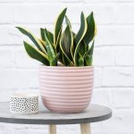 Mother In Law's Tongue - Black Gold - In Millennial Pink Planter