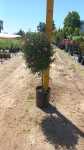 Anisondontea Scabrosa Lollipop standard 10LT