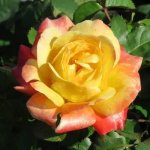 Vuvuzela Hybrid Tea Rose 5LT