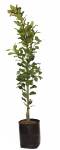 Ficus Natalensis Natal Fig 20LT