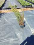 Elegia Capensis 19CM Pot